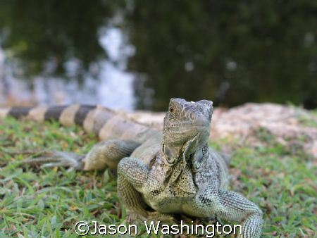 These lizards live behind my house. They keep my dogs ent... by Jason Washington 