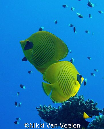 Masked butterflyfish, almost looking like they are in a c... by Nikki Van Veelen 