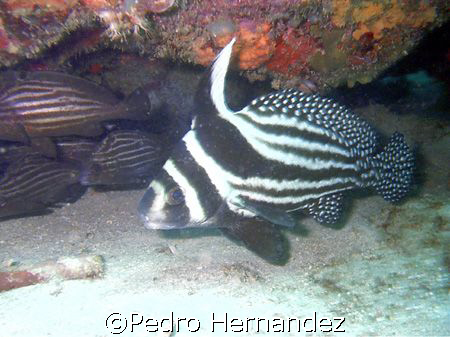 Spotted Drum Humacao, Puerto Rico by Pedro Hernandez 