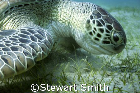 one of the giant green turtles that live at Marsa Alam - ... by Stewart Smith 