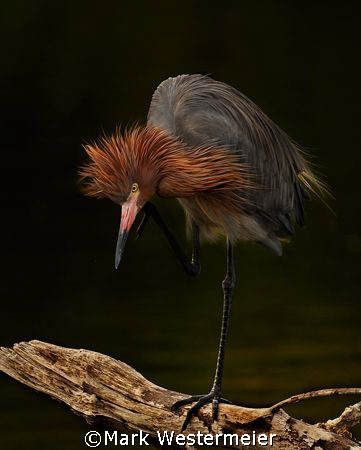 Thinking - Reddish Egret image taken among the mangroves ... by Mark Westermeier 