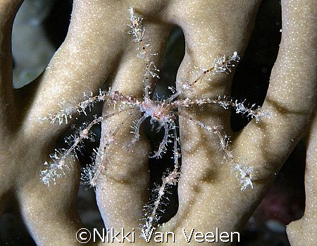 Spiny spider crab taken on a night dive at Ras Caty with ... by Nikki Van Veelen 