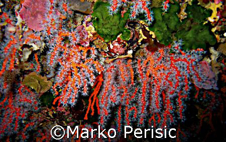 Prised for its beauty Red Coral (Corallium rubrum).Is bei... by Marko Perisic 