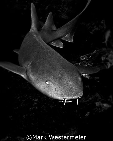 Nurse Shark - Image taken in Belize with a Nikon D100, 18... by Mark Westermeier 