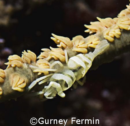 Whip coral partner shrimp. by Gurney Fermin 