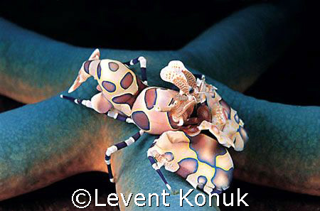 Harlequin shrimp by Levent Konuk 
