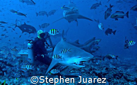 Russi  Bull Shark  Shark Marine Reserve  Fiji,Amazing pla... by Stephen Juarez 