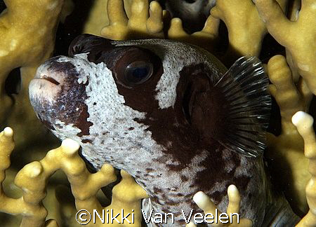 Masked pufferfish resting on fire coral! Taken on a night... by Nikki Van Veelen 