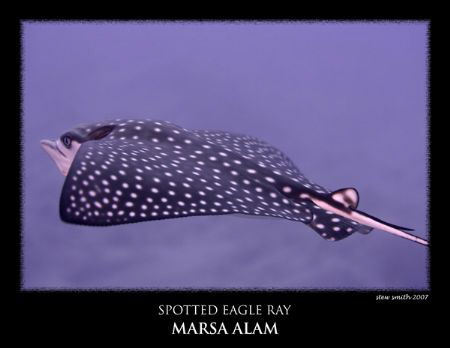 eagle ray - shot with canon 60mm macro by Stewart Smith 