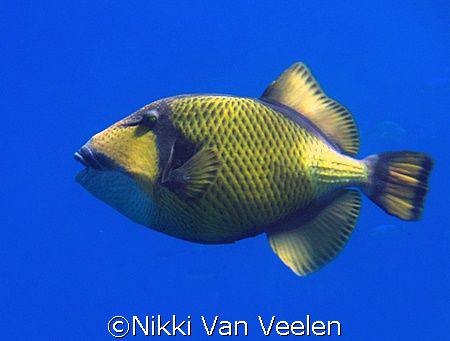 Titan triggerfish taken at Ras Umm Sid while snorkeling w... by Nikki Van Veelen 