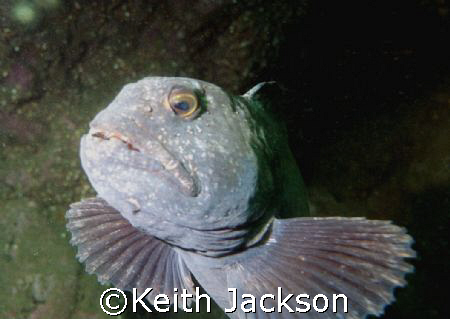 Wolf Fish, taken at St. Abbs, Scotland, with Fuji F 11 an... by Keith Jackson 