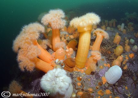 Plumose anemones.
Loch Nevis, Scotland.
20mm. by Mark Thomas 