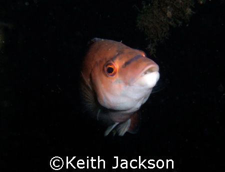 Female Cuckoo Wrasse taken on the wreck of the Koln, scap... by Keith Jackson 