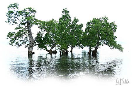 Mangroves in front of "our" beach in Pantar.
EOS5D by Arthur Telle Thiemann 