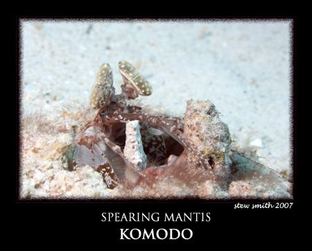 spearing mantis shrimp - 60mm canon by Stewart Smith 