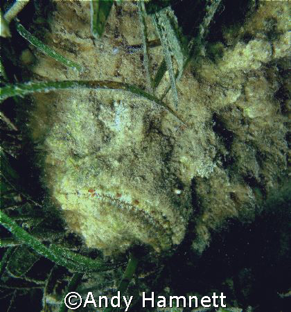 The grimfaced Stonefish. He was lying in about 3 feet of ... by Andy Hamnett 