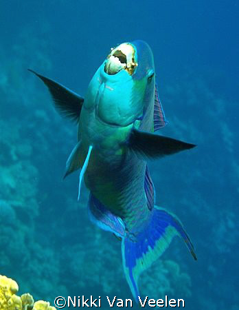 Parrotfish taken at Ras Umm Sid while snorkeling with Oly... by Nikki Van Veelen 