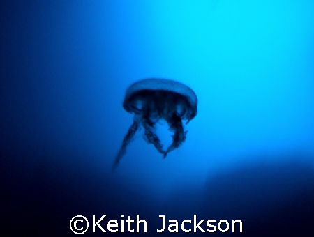 Spooky Alien. This is a small jelly fish taken inside cat... by Keith Jackson 