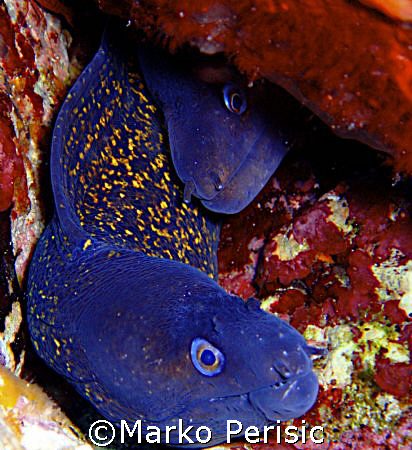 A pair of Moray-eel's(Murene helena) Calvi Corsica. by Marko Perisic 
