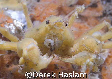Leach's spider crab. Menai strait's. D200, 60mm. by Derek Haslam 