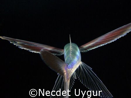 Flying Fish by Necdet Uygur 