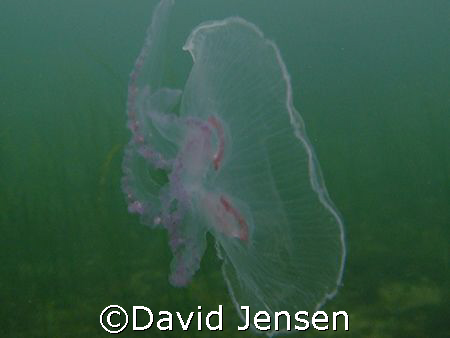 Jellyfish captured at lynetten in Denmark by David Jensen 