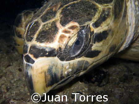 Hawksbill Turtle on a night dive at the "WIT Shoal" wreck... by Juan Torres 
