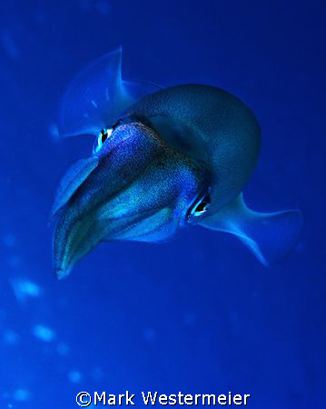 Here's looking at you - Image of squid taken in Bonaire w... by Mark Westermeier 