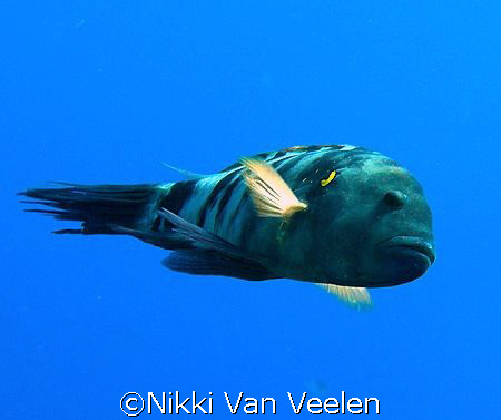 Broomtail wrasse taken at Ras Umm Sid while snorkeling wi... by Nikki Van Veelen 