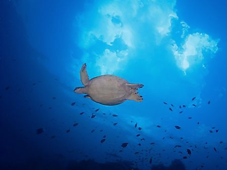 A turtle swimming/flying underneath the clouds at Sipadan. by Thomas Roesler 