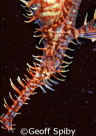 ornate ghost pipefish from KBR by Geoff Spiby 