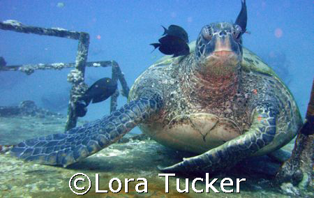 Green Sea Turtle by Lora Tucker 