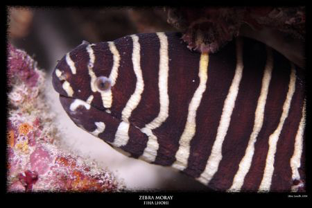 zebra moray - fiha lhohi maldives by Stewart Smith 