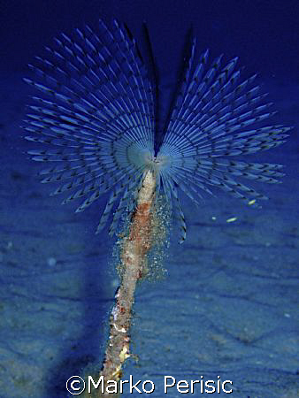 very delicate Peacock worm (Sabella pavonina) Calvi Corsi... by Marko Perisic 