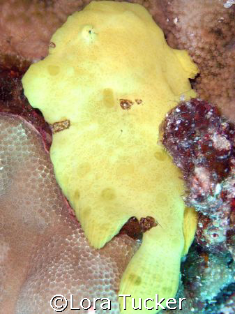 Frogfish by Lora Tucker 