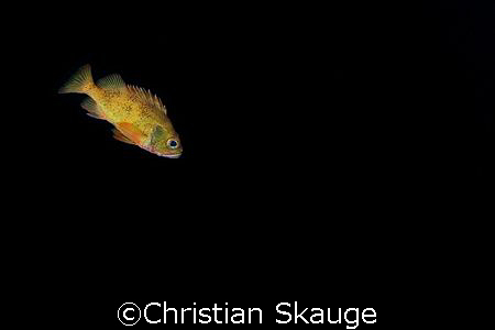 Norway redfish photographed in Kristiansund, Norway with ... by Christian Skauge 