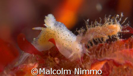 Tiny nudibranch from the Isles of Scilly, UK  by Malcolm Nimmo 