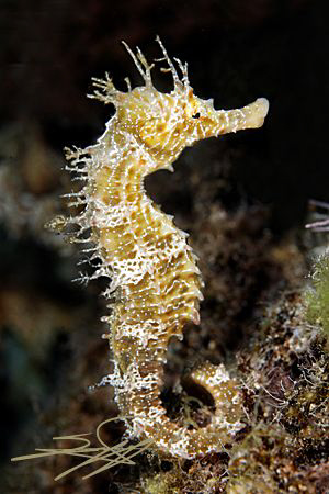 A beautiful hippocampus from Aegean sea. by Nicholas Samaras 