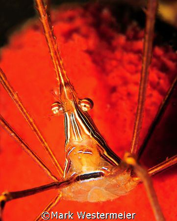 Arrow Crab on Red - Image taken in Key Largo with a Nikon... by Mark Westermeier 