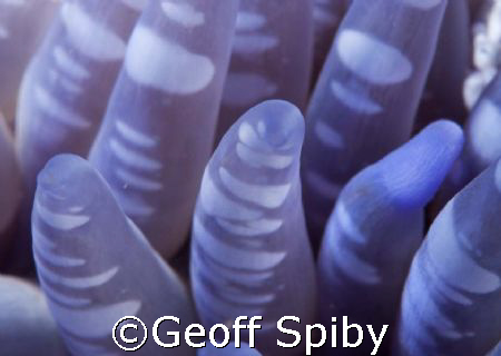 close up of the tentacles of a sand anemone
False Bay, C... by Geoff Spiby 
