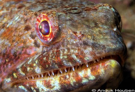 Variegated lizardfish, Synodus variegatus. Picture taken ... by Anouk Houben 