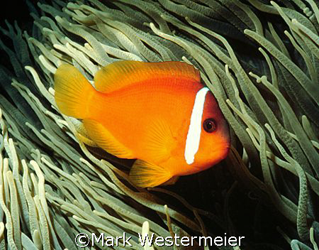 Classic - Clownfish image taken in Northern Fiji Islands ... by Mark Westermeier 