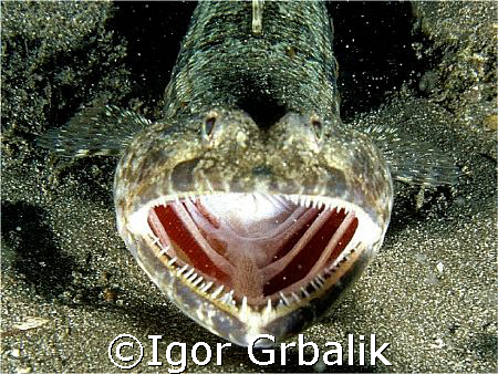 "Big jaws" ... 40 mm :-)), Canarian Islands by Igor Grbalik 