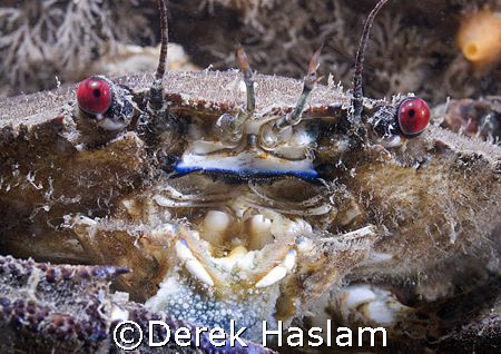 Velvet swimming crab. North Wales. D200, 60mm. by Derek Haslam 