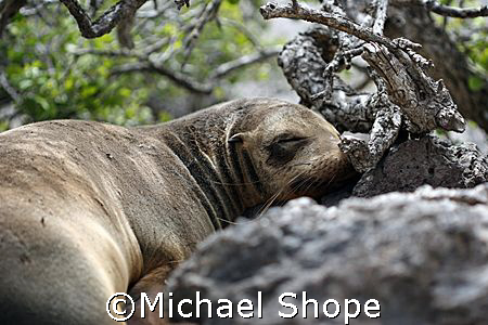 baby sea lion taking a nap in the Galapagos Islands by Michael Shope 