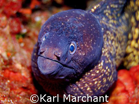 moray suprise... by Karl Marchant 