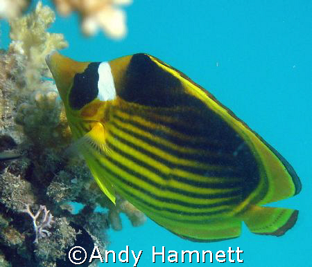 Picking away at the coral.Sony DSC W90.  by Andy Hamnett 