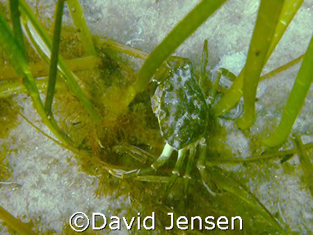 Crab captured at Amager strandpark by David Jensen 