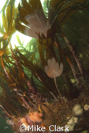 Swirling Kelp by Mike Clark 