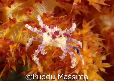 red crab,bunaken park,nikon d2x,60mm macro by Puddu Massimo 